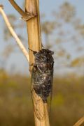 Lyristes plebejus